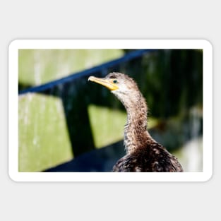 Juvenile Cormorant Profile Sticker